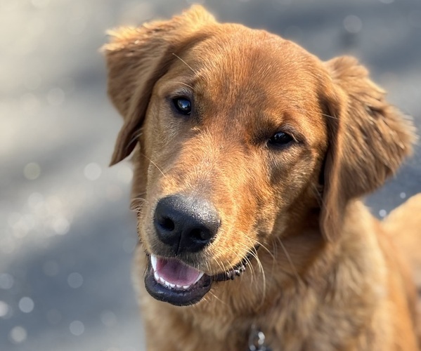 Medium Photo #1 Golden Retriever Puppy For Sale in SHINGLE SPRINGS, CA, USA
