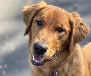Father of the Golden Retriever puppies born on 09/08/2025