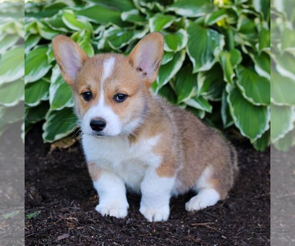 Medium Photo #3 Pembroke Welsh Corgi Puppy For Sale in LITITZ, PA, USA