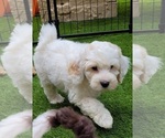 Puppy 1 Cockapoo