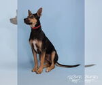 Small #3 Australian Kelpie Mix