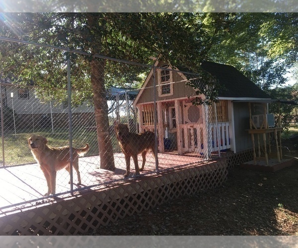 Medium Photo #2 Golden Retriever Puppy For Sale in SANFORD, NC, USA
