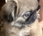 Puppy Elsa Pekingese