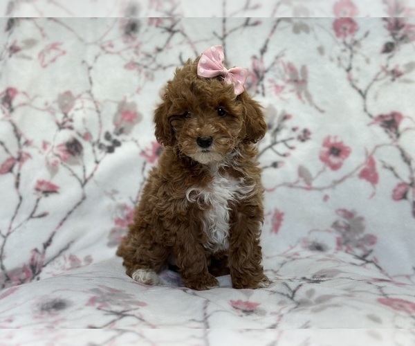 Medium Photo #4 Poodle (Toy) Puppy For Sale in LAKELAND, FL, USA