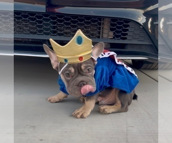 Medium Photo #15 French Bulldog Puppy For Sale in TALLAHASSEE, FL, USA