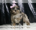 Puppy Moana AKC Poodle (Toy)