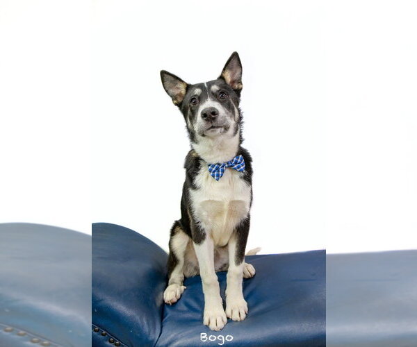 Medium Photo #2 Mutt Puppy For Sale in Hot Springs Village, AR, USA