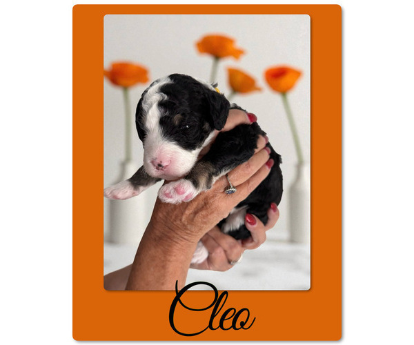 Medium Photo #3 Bernedoodle-Poodle (Standard) Mix Puppy For Sale in MENIFEE, CA, USA