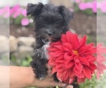 Small #3 Morkie