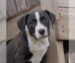 Small #5 Labrador Retriever Mix