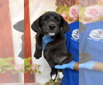 Small Labrador Retriever Mix