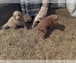 Small Photo #3 Goldendoodle Puppy For Sale in GOSHEN, IN, USA
