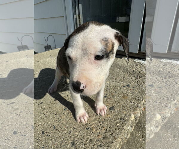 Medium Photo #8 American Bulldog-Labrador Retriever Mix Puppy For Sale in Columbus, IN, USA