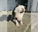 Small #7 American Bulldog-Labrador Retriever Mix