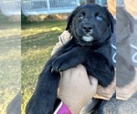 Puppy 3 Labradoodle-Miniature Australian Shepherd Mix