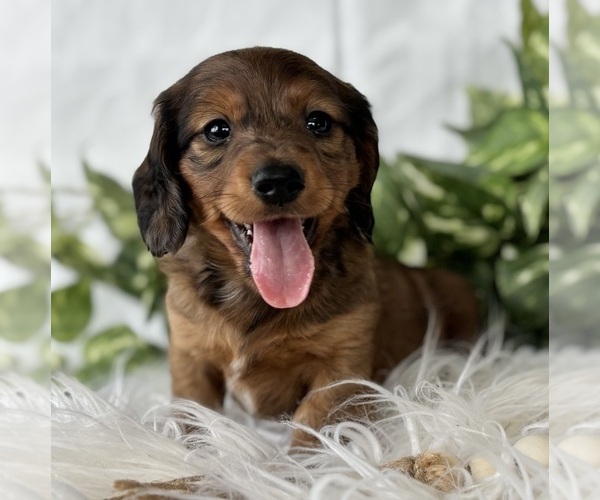 Medium Photo #2 Dachshund Puppy For Sale in ROCK STREAM, NY, USA