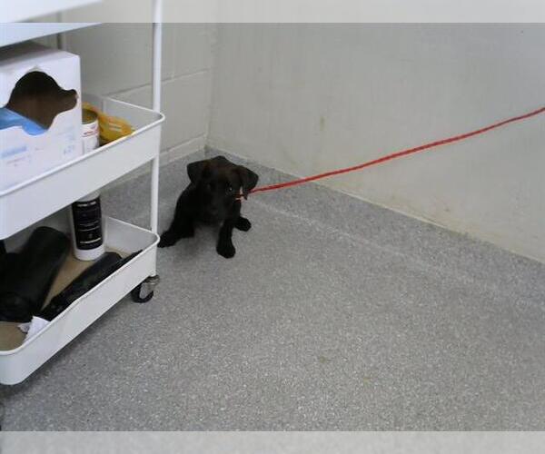 Medium Photo #1 Dachshund-Unknown Mix Puppy For Sale in Pasadena, TX, USA