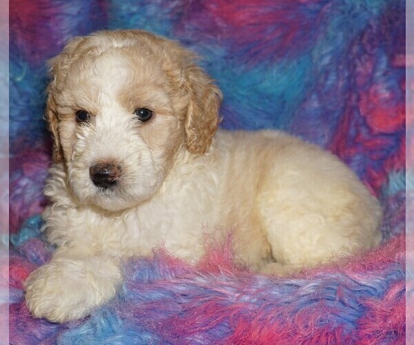 Medium Photo #1 Miniature Labradoodle Puppy For Sale in LA HABRA, CA, USA