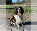 Small Photo #1 English Springer Spaniel-Saint Berdoodle Mix Puppy For Sale in OLYMPIA, WA, USA