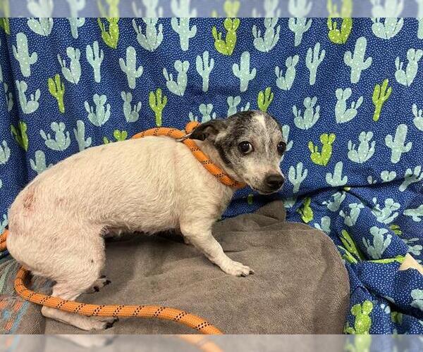 Medium Photo #1 Chihuahua Puppy For Sale in Modesto, CA, USA