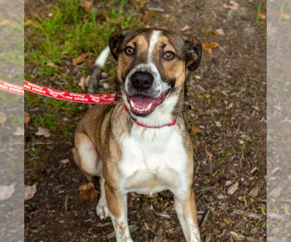 Medium Photo #3 Mutt Puppy For Sale in Canton, CT, USA