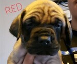 Small Photo #1 Mastiff Puppy For Sale in HESPERIA, CA, USA