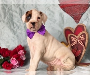 Boxer Puppy for sale in LANCASTER, PA, USA