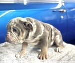 Small #15 English Bulldog