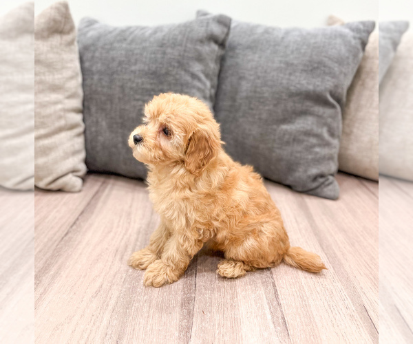 Medium Photo #4 Cavapoo (Standard) Puppy For Sale in DUNDEE, OH, USA