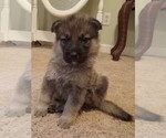 Small Photo #1 German Shepherd Dog Puppy For Sale in PELZER, SC, USA