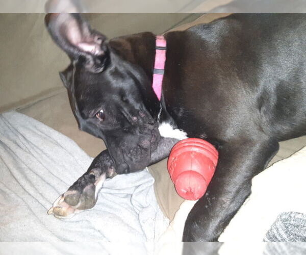 Medium Photo #59 American Pit Bull Terrier-Unknown Mix Puppy For Sale in Germantown, OH, USA