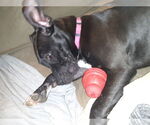Small #58 American Pit Bull Terrier Mix