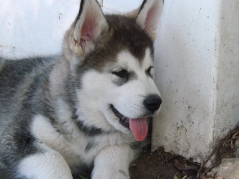 Medium Photo #1 Alusky Puppy For Sale in PROVO, UT, USA
