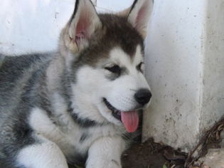 Alusky Puppy for sale in PROVO, UT, USA