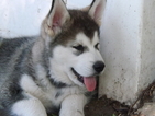 Small Photo #1 Alusky Puppy For Sale in PROVO, UT, USA