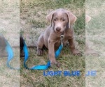 Puppy Light Blue Labrador Retriever