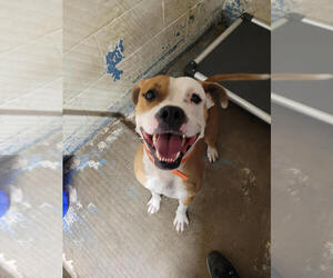 O'Bannon - Male Boxer-Unknown Mix Dog for Adoption - Photo #3