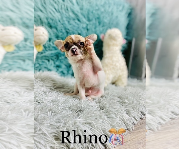 Medium Photo #2 Chihuahua Puppy For Sale in COOKEVILLE, TN, USA