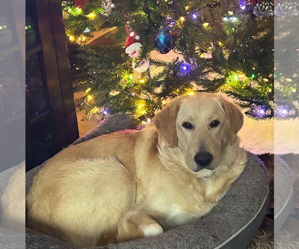 Medium Photo #2 Mutt Puppy For Sale in Brooklyn Center, MN, USA