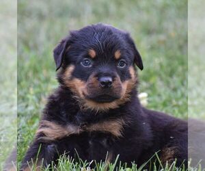 Rottweiler Puppy for sale in MOHRSVILLE, PA, USA