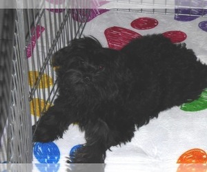 YorkiePoo Puppy for sale in ORO VALLEY, AZ, USA