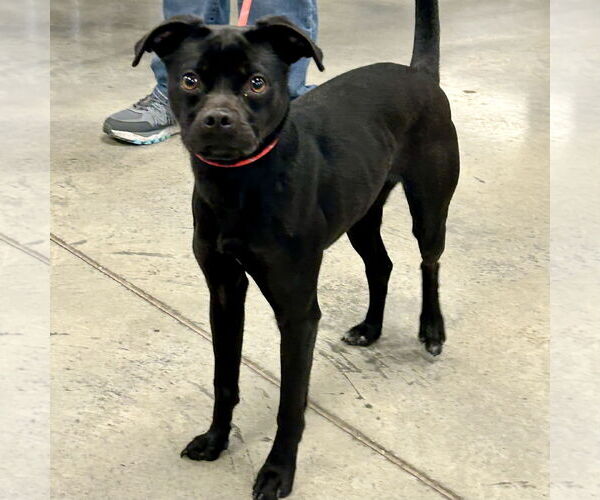 Medium Photo #3 Boston Terrier-Italian Greyhound Mix Puppy For Sale in Batavia, OH, USA
