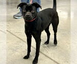 Small #2 Boston Terrier-Italian Greyhound Mix