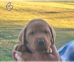 Labrador Retriever Puppy for sale in LAFAYETTE, TN, USA