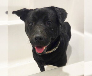 Hat Trick - Male Labrador Retriever-Unknown Mix Dog for Adoption - Photo #2