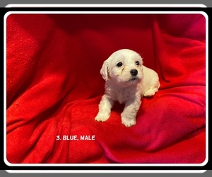 Chinese Crested Puppy for sale in KNOXVILLE, TN, USA