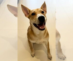 Foxy - Female Carolina Dog-Unknown Mix Dog for Adoption - Photo #4