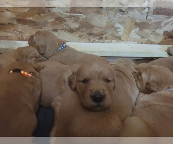 Medium Photo #2 Golden Retriever Puppy For Sale in BELLINGHAM, WA, USA