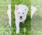 Small #1 German Shepherd Dog