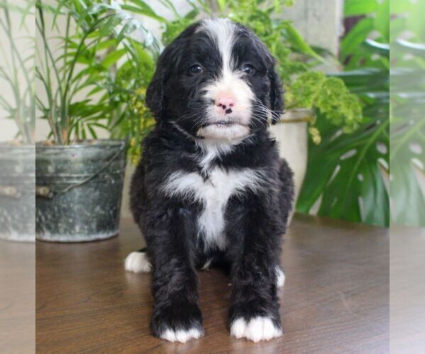 Medium Photo #5 Bernedoodle Puppy For Sale in EAST EARL, PA, USA